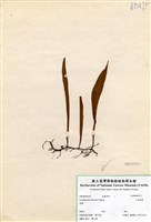 藏品(二形劍蕨)的圖片